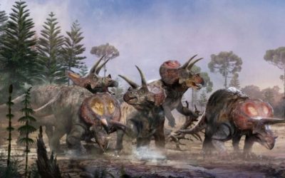 El triceratops no era un dinosaurio solitario