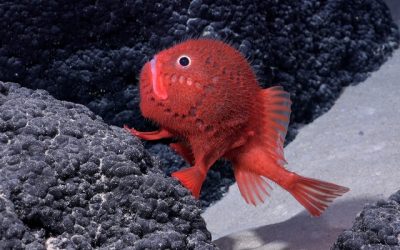 Científicos descubren 50 nuevas especies submarinas