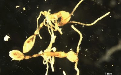 Hormiga Voldemort: Descubren especie con rasgos del villano de Harry Potter