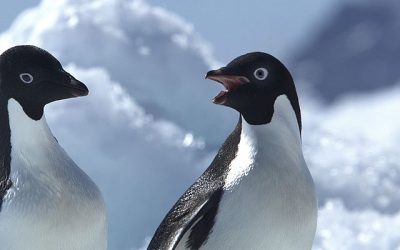 influenza aviar Antártica