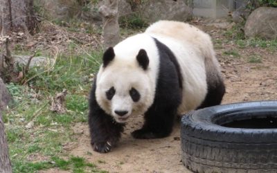 Fallece Tan Tan, la panda más longeva de Japón