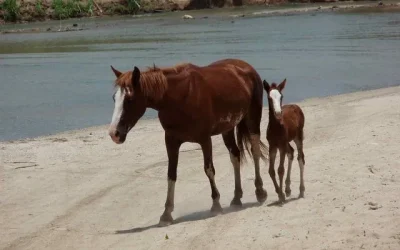 primer caballo clonado