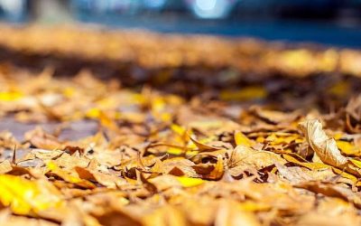 Este 20 de marzo marca el inicio del primer equinoccio del año, el cuál da inicio al otoño un momento significativo en el calendario astronómico. Sin embargo, para algunas personas, estos cambios estacionales no son necesariamente bienvenidos en su vida cotidiana.