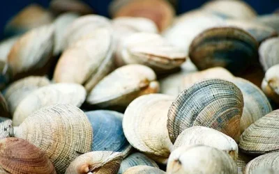 Sernac pescados mariscos