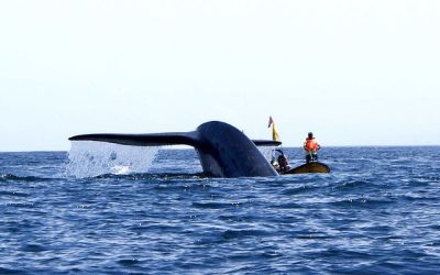 muerte de ballenas