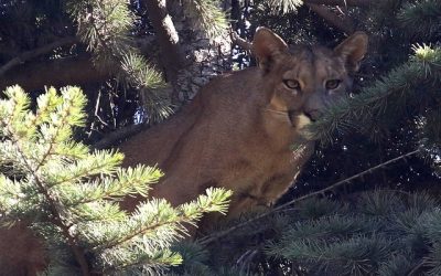 El día de hoy, ha circulado ampliamente un vídeo en TikTok que muestra un notable avistamiento: un puma nadando para cruzar un río en el sur de Chile.