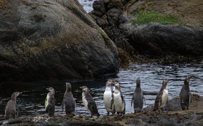 Pingüinos. Antártica.