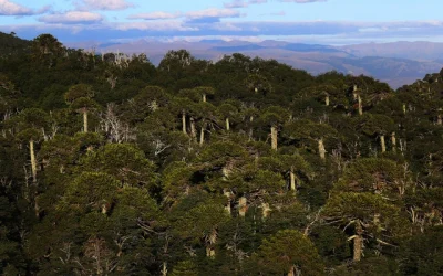 araucarias