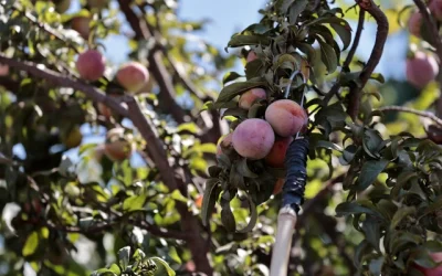 alerta mosca fruta