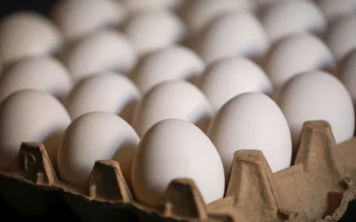 producción huevos