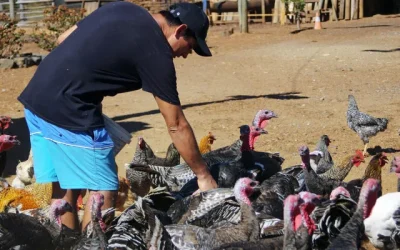Denuncia por pavo con pollo activa acción conjunta de Sernac