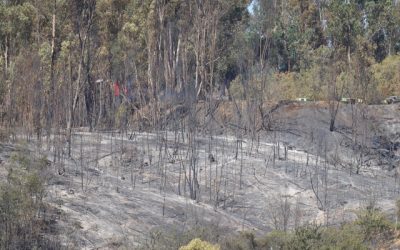 Impactante fue la devastación dejada tras el incendio que consumió el Jardín Botánico de Viña del Mar, un recinto histórico que sufrió pérdidas del 90 por ciento de su estructura a causa de las llamas.