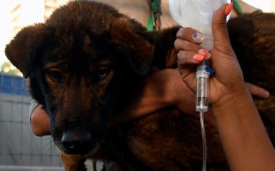 A raíz de la catástrofe que está impactando a varias comunas de Valparaíso, no solo las personas están sufriendo las consecuencias del fuego