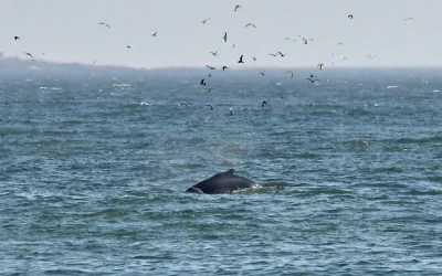 ballena