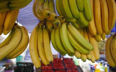 ¿El plátano está en peligro de extinción?