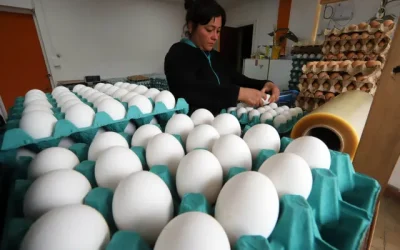 huevos