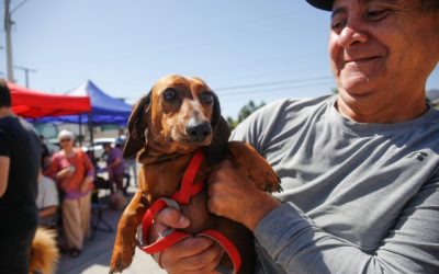 Disfruta el verano sin tu perro estresado