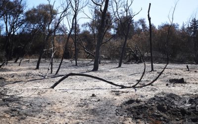 Incendios en Brasil causan pérdidas millonarias en el agro
