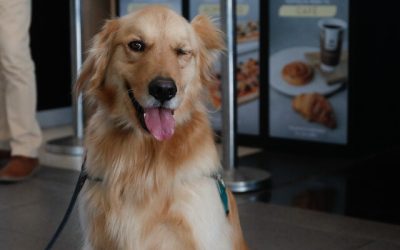 alimentos para mascotas