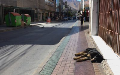 Vecinos golpean a hombre que mató y violó a perro en Punta Arenas