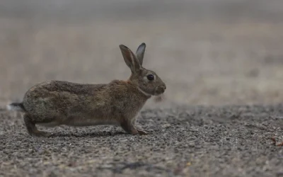 testeo animales