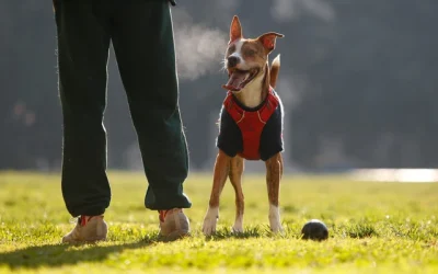 Día Mundial del Perro