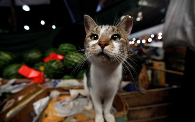 Sorprendente: ¡"Hello Kitty" no es un gato!