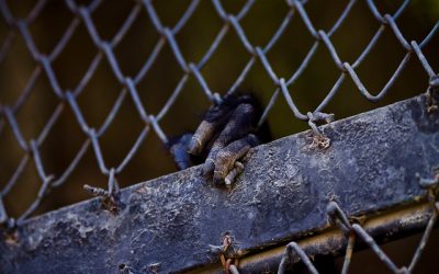 Encuentran a mono cai que se escapó en Quilpué