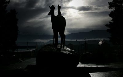 Registran inédito avistamiento de un huemul en Magallanes
