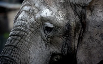 elefante supermercado