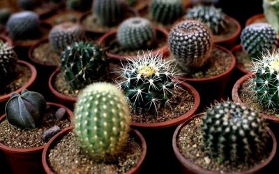 Cactus endémico de Chile está en peligro