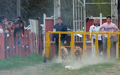 Nueva Zelanda galgos