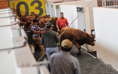 Corridas de toros regresaron a la Ciudad de México tras decisión de la Suprema Corte