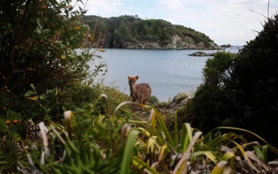 pudú perro