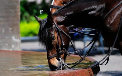 Caballo de Guardia Real muerde a turista en Londres