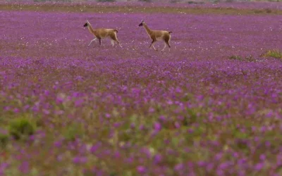 Chile países hermosos