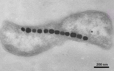 Incautan oficinas de laboratorio por caso de contaminación de suero con bacteria mortal