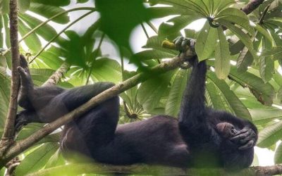 worldwildlife.org