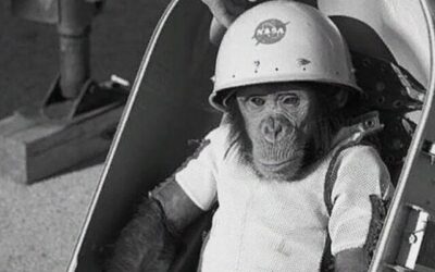 Hace 63 años, el 31 de enero de 1961, el chimpancé Ham se convirtió en el primer primate en sobrevivir a un viaje espacial, brindando esperanzas a Estados Unidos para llevar a los astronautas más allá de la atmósfera terrestre.