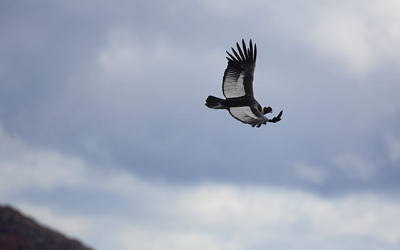 Científicos y zoólogos pertenecientes a siete organizaciones llevaron a cabo la liberación de cuatro cóndores andinos en el sur de Chile el pasado jueves, como parte del Proyecto Manku, una iniciativa destinada a la conservación de esta emblemática ave en el país.