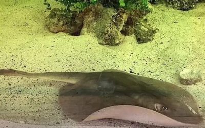 Charlotte, una raya de color pardo del tamaño de una bandeja, ha pasado la mayor parte de su vida nadando en un acuario ubicado en los montes Apalaches de Carolina del Norte, Estados Unidos.