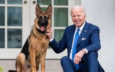Desde hace varios meses, Commander, el perro del presidente Joe Biden, ya no reside en la Casa Blanca. Sin embargo, recientemente se ha revelado, según documentos internos de los servicios secretos de EE.UU., que el animal ha protagonizado al menos 24 incidentes de mordeduras hacia el personal de esta institución.