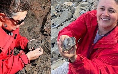 Investigadores de Chile y Argentina han hecho un descubrimiento notable al desenterrar nuevas especies vegetales del Cretácico superior, período en el cual los dinosaurios aún deambulaban por lo que hoy conocemos como la Patagonia chilena.