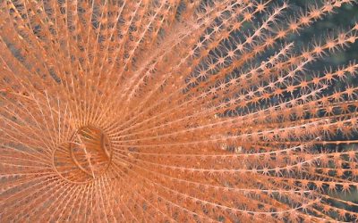 Un equipo internacional de científicos del Instituto Schmidt Ocean ha anunciado el descubrimiento de más de 100 posibles nuevas especies en las montañas submarinas situadas frente a las costas de Chile.