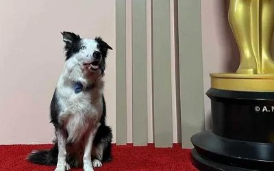 Los actores suelen ser los focos principales de atención durante la noche de los Premios Oscar, pero esta vez hubo alguien que capturó todas las miradas: Messi, el perro.