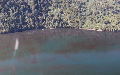Recientemente, se ha detectado un nuevo episodio de Floración Nociva de Algas (FANs) en la región chilena de la Patagonia, específicamente en Hornopirén, ubicado en la región de Los Lagos.