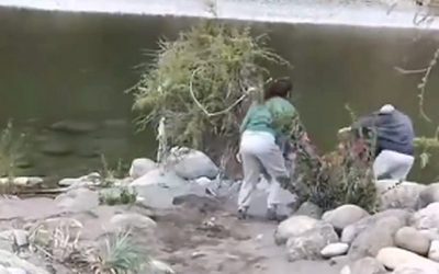 La difusión del vídeo compartido por la cuenta @tuiterosismico generó rabia e impotencia en redes sociales, mostrando a una joven empujando a un adulto mayor a un río supuestamente por estar en la "propiedad privada" de su camping en Linares, Región del Maule.