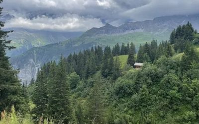 Una joven que aparentemente creció en un bosque en Suiza, alejada de cualquier contacto social, fue encontrada en Coín, una localidad española en Málaga, después de que su padre huyera del país con ella y sus hermanas, lo que llevó a las autoridades suizas a emitir una orden internacional de búsqueda para retirarla de la custodia paterna.