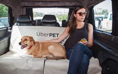 Uber ha lanzado su innovador servicio "Uber Pet" en Chile, ofreciendo a los usuarios la posibilidad de viajar por la ciudad en compañía de sus mascotas, ya sean perros o gatos, a través de la aplicación.