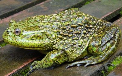 La especie endémica Calyptocephalella gayi, conocida como "rana gigante chilena" y considerada un verdadero "fósil viviente", enfrenta una situación crítica en términos de conservación.